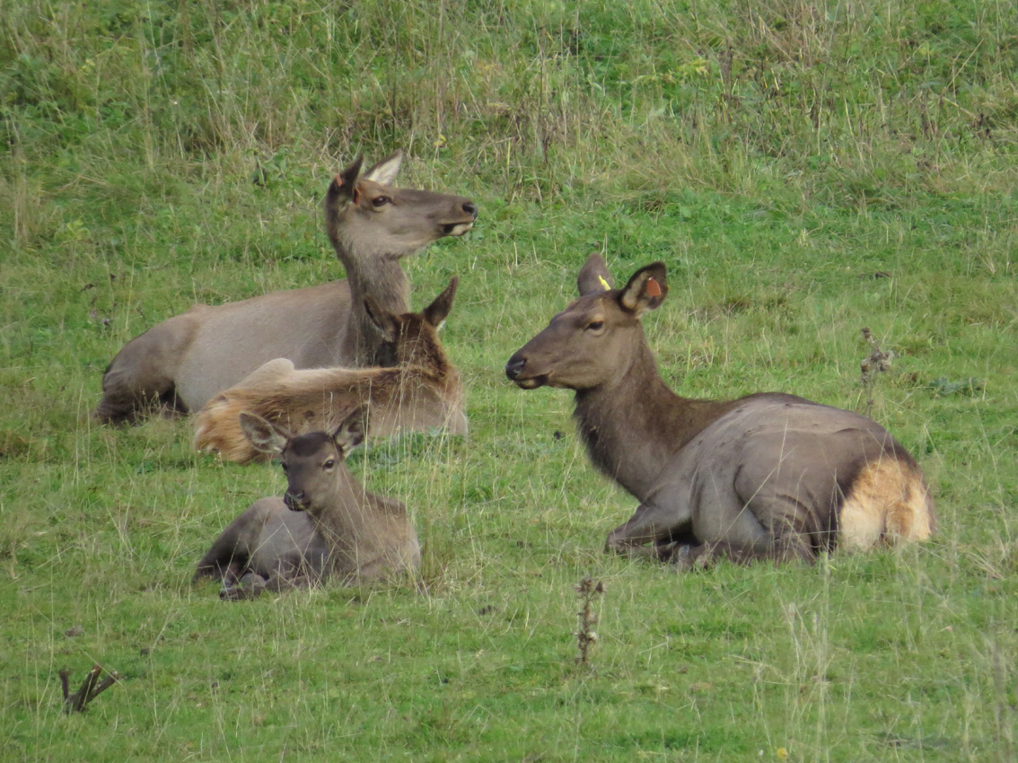 Swinger red deer