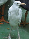 Bubulucas ibis