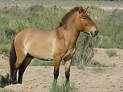 Equus prjewalski