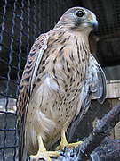 Falco tuinnunculus