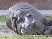 Hippopotamus_amphibius