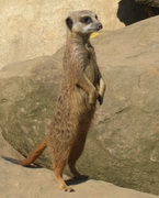 Suricata suricata